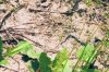Lacerta agilis & Natrix natrix - Ящерица прыткая, преследующая молодого ужа