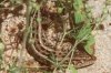Lacerta agilis L., 1758 - Ящерица прыткая