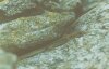 Lacerta saxicola Group - Ящерица скальная