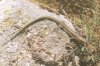 Lacerta saxicola Group - Ящерица скальная