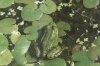 Rana esculenta L., 1758 complex - Лягушка прудовая. Молодая особь