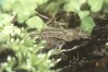 Rana temporaria L., 1758 - Лягушка травяная. Молодая особь