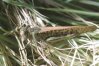 Locusta migratoria L. - Перелетная саранча